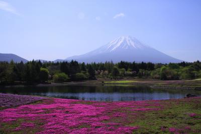 富士山しばざくら→富士宮・富士市のＢ級グルメ（その１／３）★富士にはシバザクラがよく似合う！