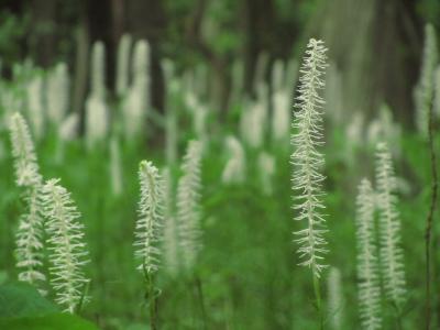すがすがしい初夏の森林公園（後編）キンラン、ギンランと野花あふれて＆幻想的なシライトソウの森