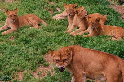 かけあし多摩動物園でライオンバス