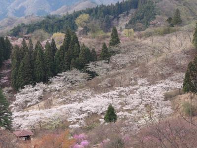 2011.04.26-27 桜めぐり　その１　妙義山・懐古園