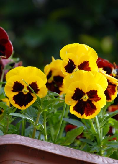 伯母さんの安否は･･･