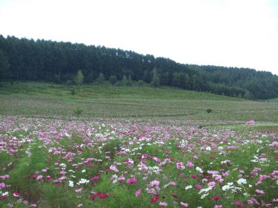 ２００９年秋　北の国へ　能取湖さんご草と遠軽コスモスの花づくし
