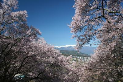 やっと行くことが出来た高遠の桜