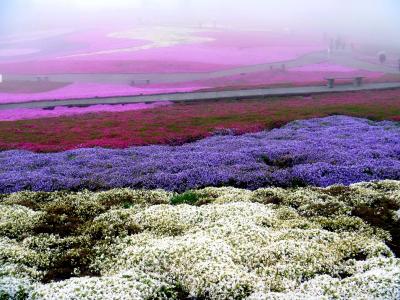 天空の花回廊　茶臼山高原　芝桜の丘