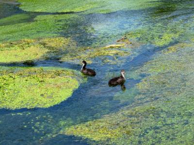 47》　夏。　イギリスの旅　4日目　バイブリーを歩く。　2009/7/14