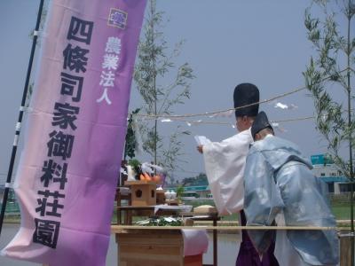 どろんこ　田植え体験