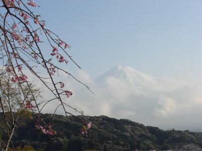 桜の名古屋城を巡る、日帰りの旅