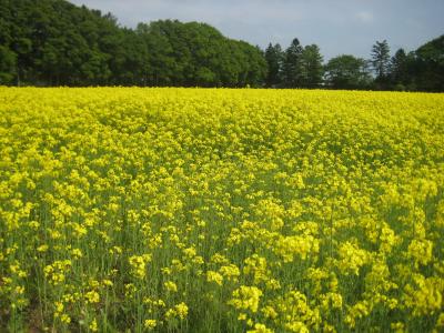 バラ焼きとジェラートと菜の花と