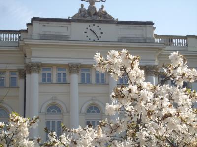 欧州桜旅。ポーランド（ワルシャワ）の桜