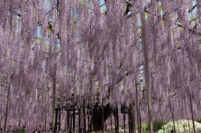 世界一の大藤と足利氏ゆかりの地を訪ねて～栃木県・足利市～