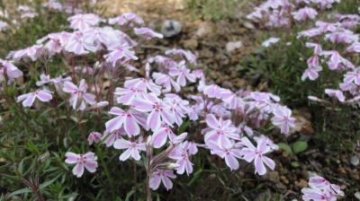 富士芝桜まつり