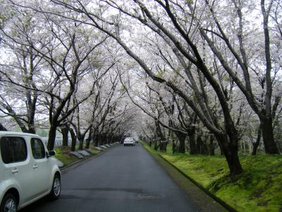 2011　5月　花*ドライブ（厚田・桜）