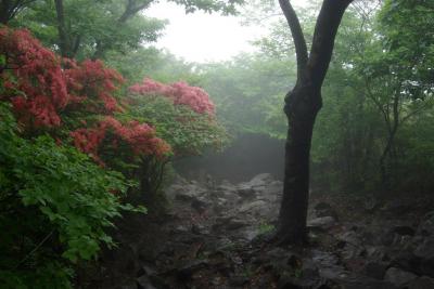日本百名山・筑波山で霧とツツジを楽しむ
