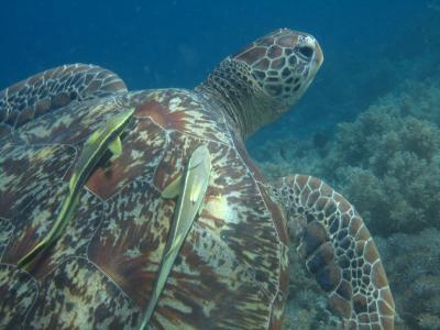 ポンポン島とカラブアン(kalapuan)島スノーケリング