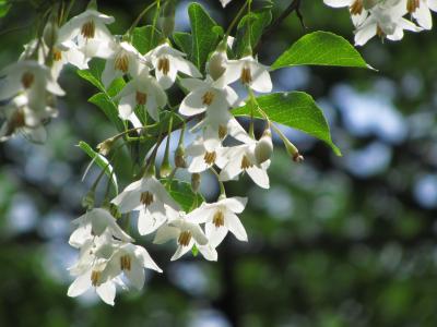 雨が降る前に昭和記念公園のシャーレーポピーの丘をめざして（前編）サイクリングコースで初夏の花木@