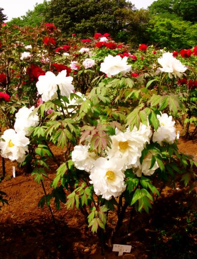 清水公園ｄ 花ファンタジア　ボタンの最盛期に　☆芍薬は蕾膨らんで