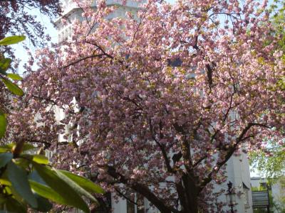欧州桜旅・ハンブルグの桜