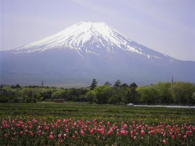 ほったらかし温泉と富士芝桜祭り　2011　日帰り旅行　　