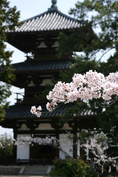 古都奈良の桜を楽しむ車中泊の旅「後編」