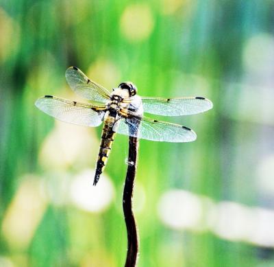 Japan　昭和記念公園　hastingsさんとお散歩　～ミツバチばあやの冒険～