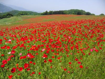 2011.5.21一面の紅い絨毯は日本でないようでした。・・・秩父高原・ポピーまつり