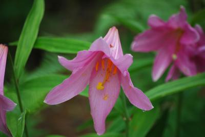 再び雪国植物園を訪問する①ヒメサユリ等の山野草