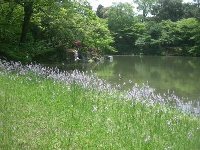 初夏の仙洞御所をあるく。深い緑に埋まりました。