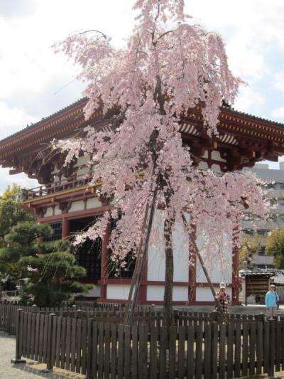 大阪桜巡り