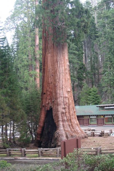 加州ドライブの旅ー３　巨木の森「セコイア国立公園」