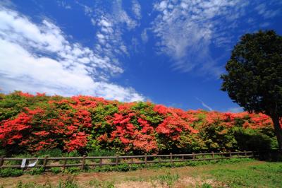 紅く染まる山…船窪のオンツツジ群落(国の天然記念物)