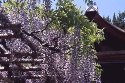 5月の奈良大和路