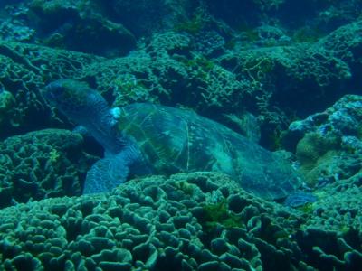 串本ダイビング　外洋編