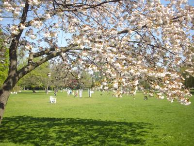 欧州桜旅。デンマーク（コペンハーゲン）の桜