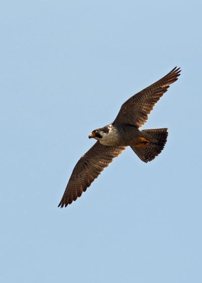今月の野鳥（2011年６月）