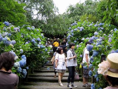 鎌倉明月院・長谷寺のアジサイ