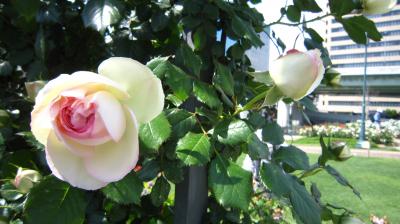 薔薇の香りに包まれて　　中之島バラ園　　２０１１ 春