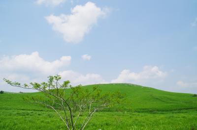 梅雨の晴れ間の秋吉台