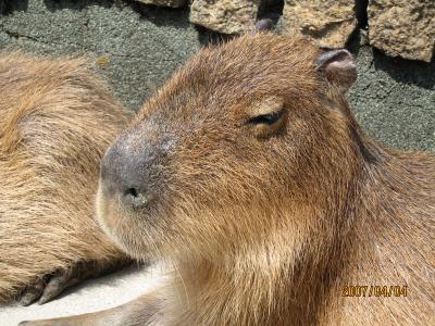 伊豆で動物とふれあう☆２００７年４月