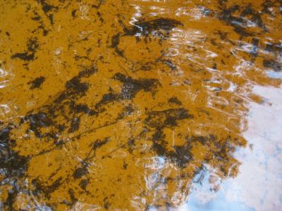 紅茶の湖で１０年若返り？