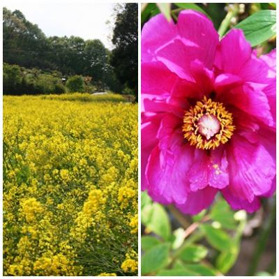 菜の花とぼたんを見に町田野津田の里へ