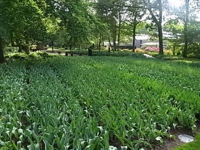 パリからタリスでオランダ・ベルギーへ⑩キューケンホフ公園最終日