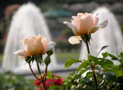 バラと花しょうぶ咲く須磨離宮公園