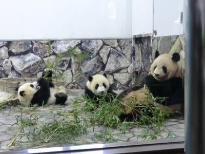 白浜アドベンチャーワールドへドライブ♪