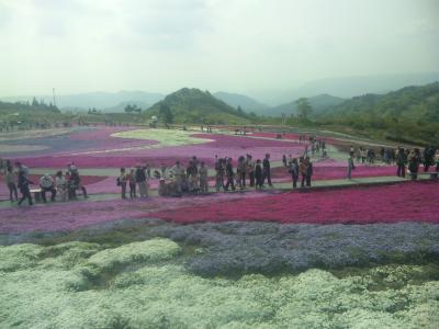 茶臼山高原　芝桜