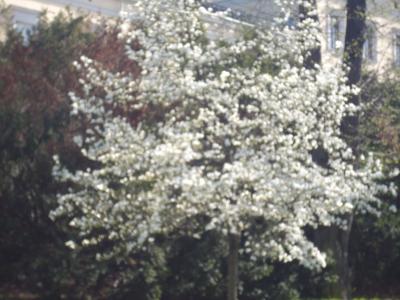 欧州桜旅・ノルウェー（オスロ）の桜 