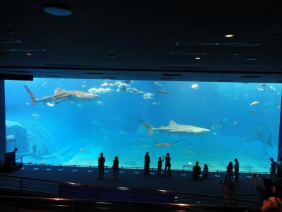 a letter from 初夏の沖縄-仲良しトリオ、女子旅、　沖縄を思いっきり楽しむ !　③迫力の美ら海水族館　　６月　　２０１１年　