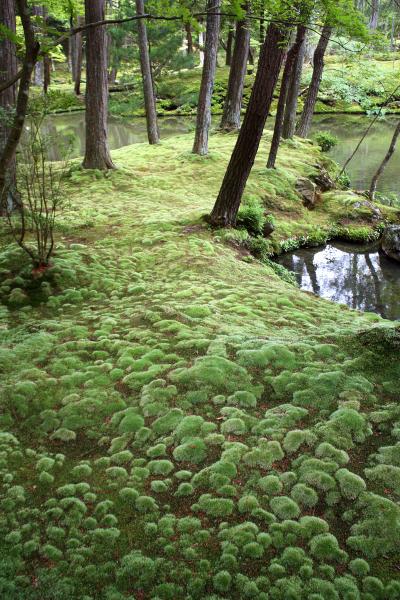 京都を歩く(95)　世界遺産・西芳寺～梅雨に色を深めるモスグリーンの庭園へ～