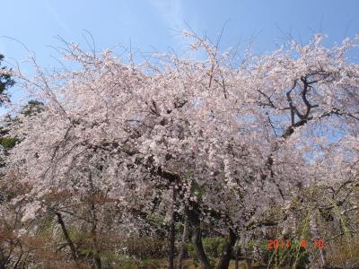 紅葉に続きお花見に