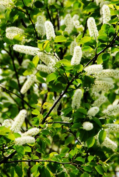 Japan　昭和記念公園　マダムＧとっておきの桜　～ミツバチばあやの冒険～