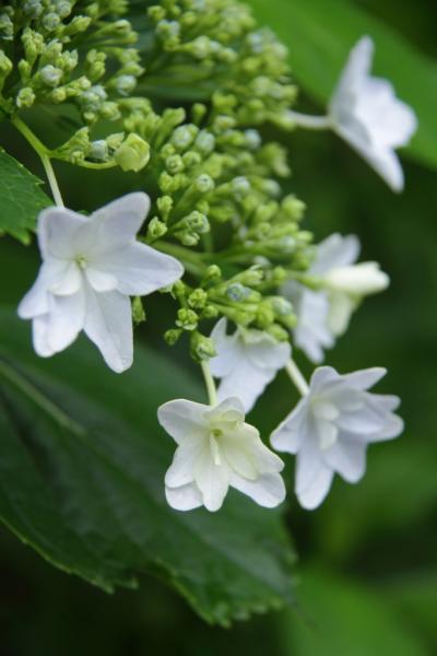 静岡　花巡り～その2　香勝寺の桔梗と極楽寺の紫陽花